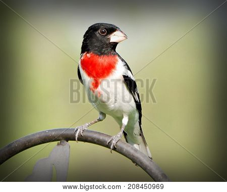 Male Rose Breasted Grosbeak Perched on Feeder