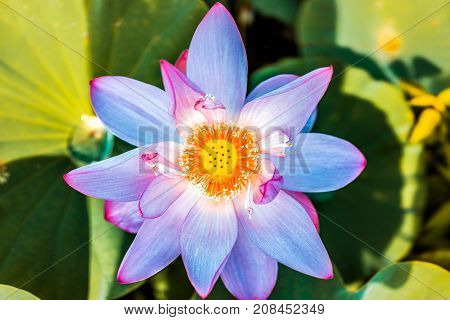 Macro Flat Top View Down Closeup Of Bright Blue And Pink Unique Exotic Rare Lotus Flower With Yellow