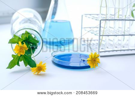 Flower with laboratory glassware with bluel liquids for chemical experimental in laboratory analysis research science background