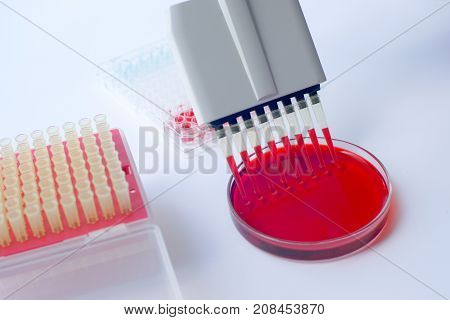 Scientist working with multichannel pipette.Blood test labboratory