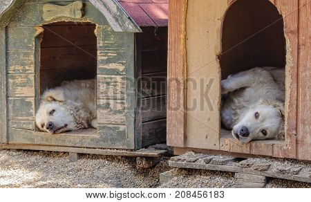 A pair of Kuvasz dogs have some rest in their kennels during the heat of the day - Szentendre, Hungary