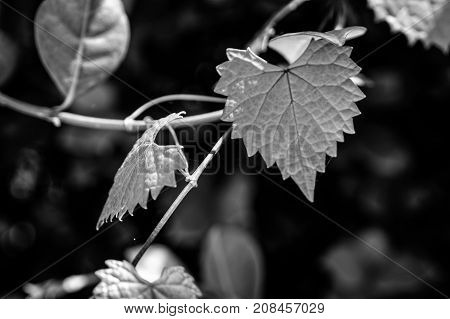 Heart Shaped  Jagged Leaf On A Vine In Selective Focus