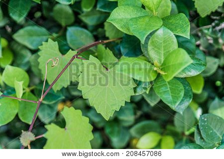 Heart Shaped  Jagged Leaf On A Vine In Selective Focus