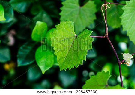 Heart Shaped  Jagged Leaf On A Vine In Selective Focus