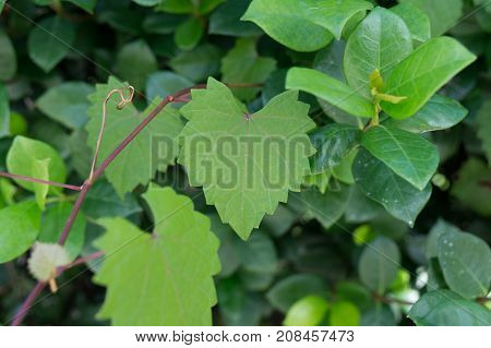 Heart Shaped  Jagged Leaf On A Vine In Selective Focus