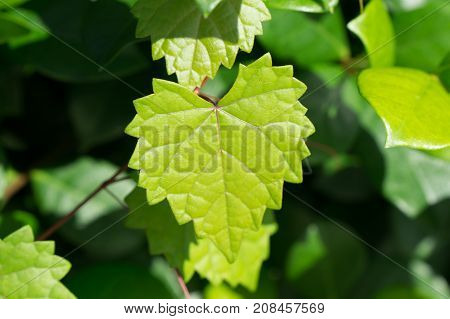 Heart Shaped  Jagged Leaf On A Vine In Selective Focus