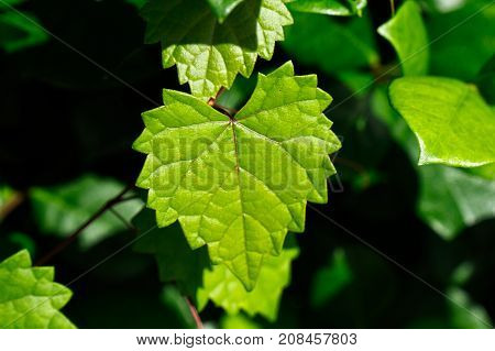 green heart shaped leaf on a vine