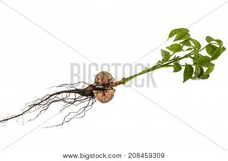 Sprout Of A Young Walnut, Isolated On White Background
