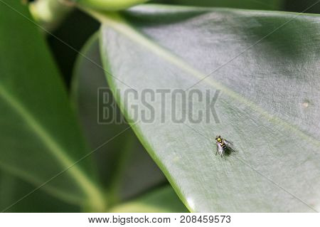 single metallic fly stands on a large green leaf