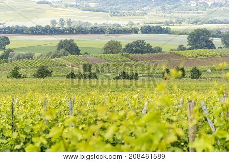 winegrowing scenery around Loerzweiler in the Rhineland-Palatinate in Germany at spring time
