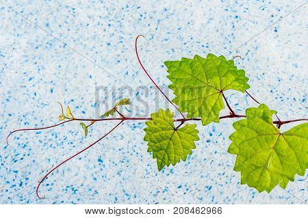 Heart Leaf Floating In Clear Water