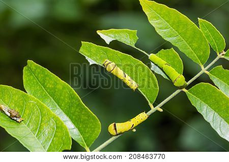 Lime Butterfly And Common Mormon Caterpillars