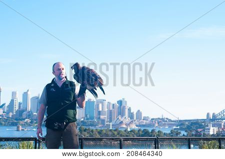 SYDNEY - AUGUST 12 2017:Australian animal trainer carry an eagle in Taronga Zoo Sydney New South Wales Australia.
