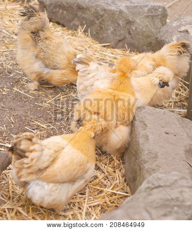 Brown Silky Australian Chicken In A Coop
