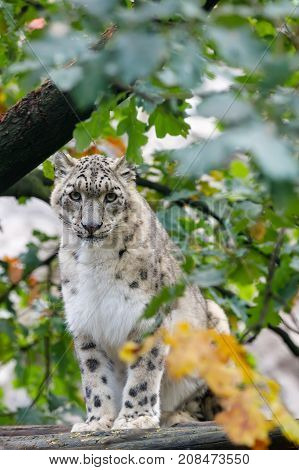 Beautiful Cat Snow Leopard, (uncia Uncia)