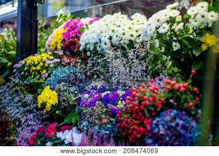 A lot of flowers are on display in the store