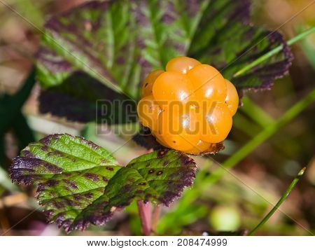 Ripe cloudberry or Rubus chamaemorus at swamp in wild berry macro selective focus shallow DOF.