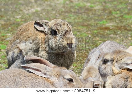 Group Of Rabbit Are Eatting