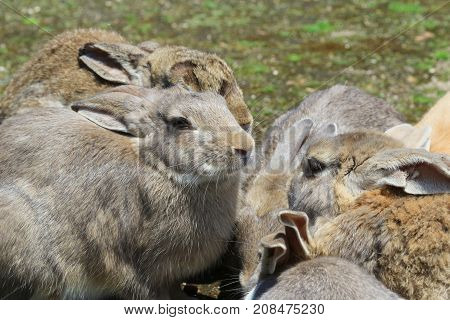 Group Of Rabbit Are Eatting