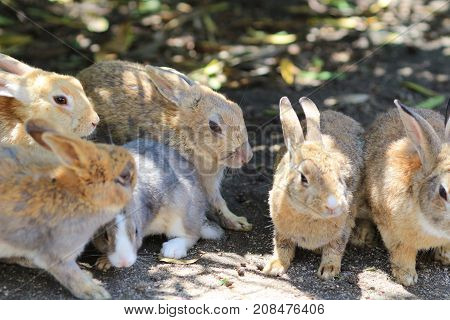 The Rabbit At Okunoshima Hiroshima Japan June 2016