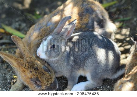 A Rabbit At Okunoshima Hiroshima Japan June 2016