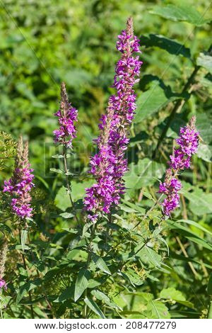 Purple Loosestrife or Lythrum salicaria blossom over water close-up selective focus shallow DOF.