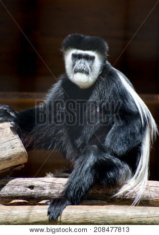 A Portrait Of Mantled Guereza. Colobus Guereza.