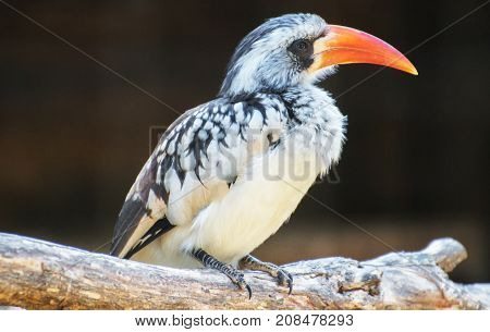 Portrait Of Northern Red-billed Hornbill. Tockus Erythrorhynchus.