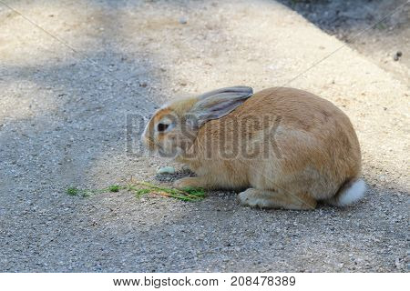 Rabbit Looking For Food At Okunoshima
