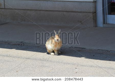 Rabbit Looking For Food At Okunoshima