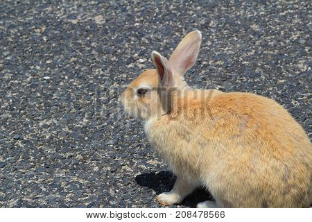 A Rabbit At Okunoshima Hiroshima At Japan