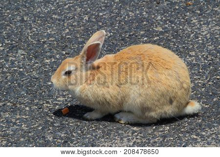 A Rabbit At Okunoshima Hiroshima At Japan