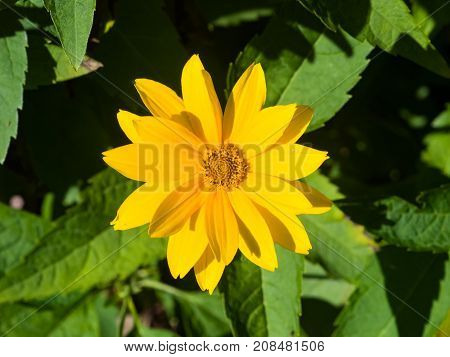 Jerusalem Artichoke Sunroot Topinambour Earth Apple or Helianthus tuberosus yellow flower close-up selective focus shallow DOF.