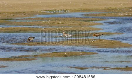 Three Bar-tailed Godwits or Limosa lapponica walk at seashore portrait selective focus shallow DOF.