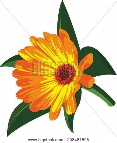 Vector art with beautiful orange flower on white background