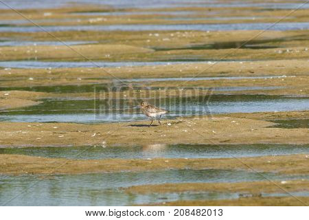 Female Bar-tailed Godwits or Limosa lapponica walks at seashore portrait selective focus shallow DOF.