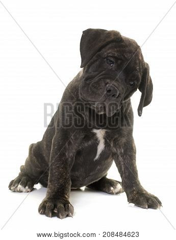 puppy bull mastiff in front of white background