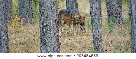 Pine tree forest and Canis Lupus Signatus wolf walking