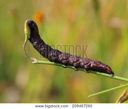 Noctua Pronuba Caterpillar Eats A Plant