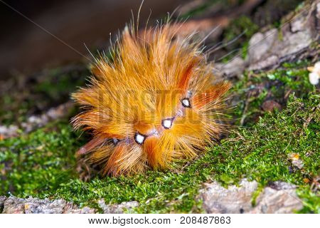 Yellow red caterpillar Acronicta aceris curled ring