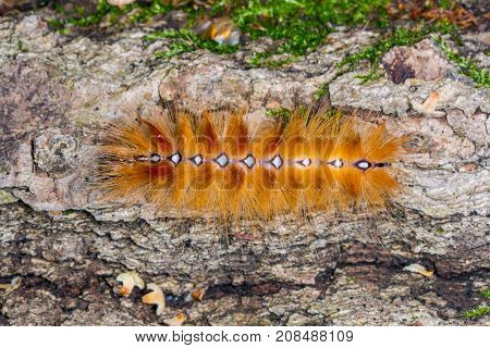 Fluffy yellow red caterpillar Acronicta aceris. The view from the top