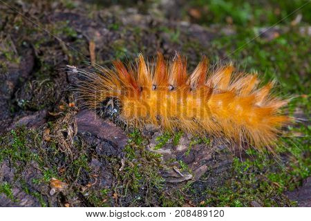 Fluffy yellow red caterpillar Acronicta aceris. The view from the top