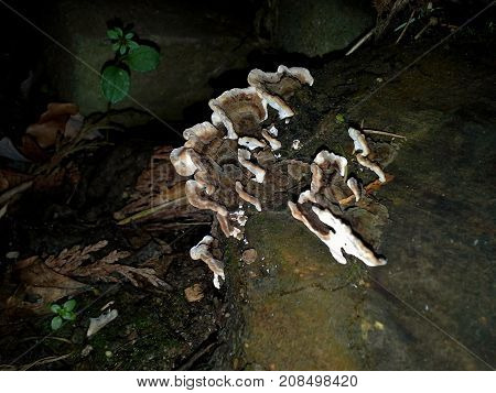 Bracket Fungus on an Old Tree Stump