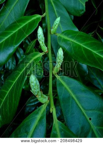 Cherry Laurel Buds in the Garden - Portrait