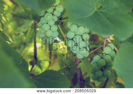 Greengrapes plant with leaves in the garden