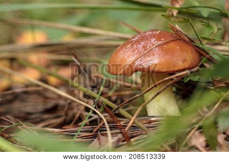 Edible Mushroom Slippery Jack (Lat. Boletus luteus) growing on grass in the forest