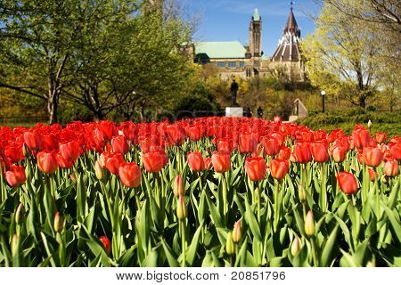 Národní Tulip Festival