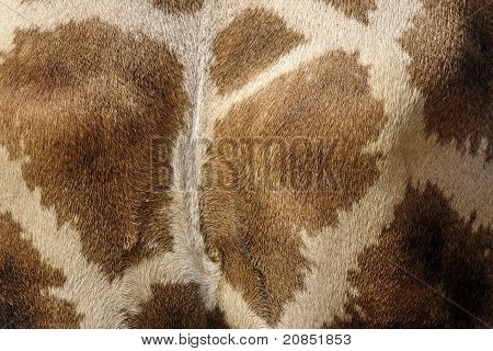 Pelle di giraffa