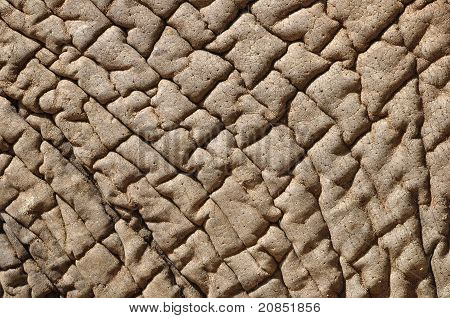 Elephant Skin