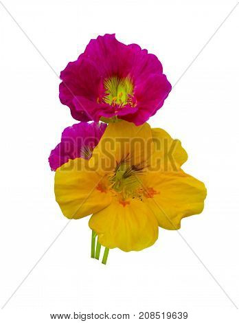 nasturtium. Nasturtium flowers. Nasturtium flowers isolated on white background. Set of nasturtium flower.